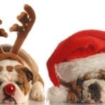 holiday Pet Insurance