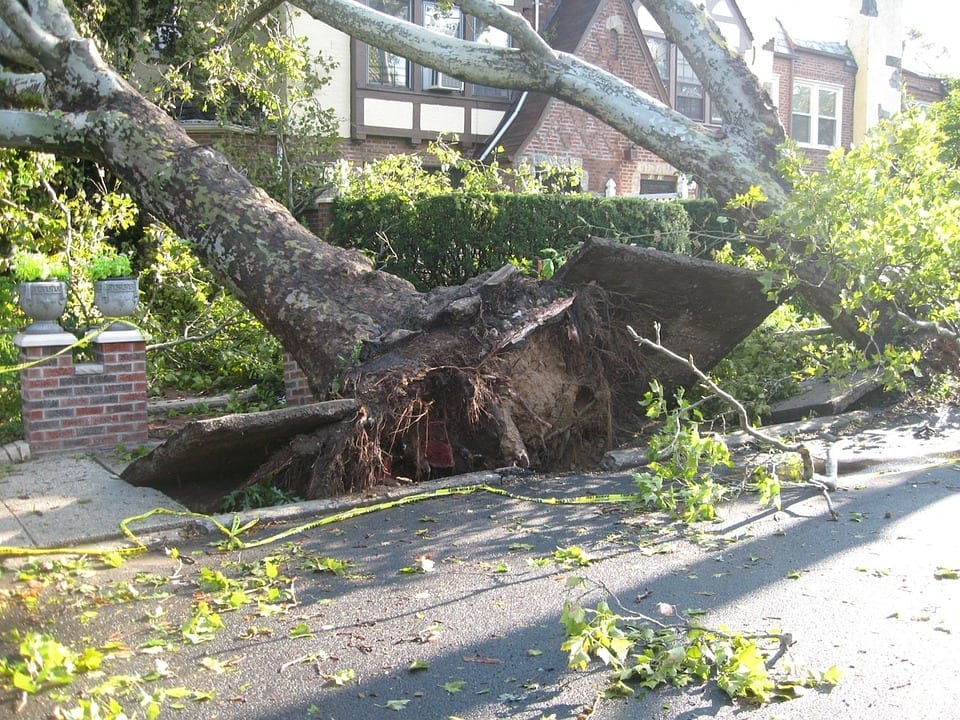 insurance workforce natural disaster wind damage