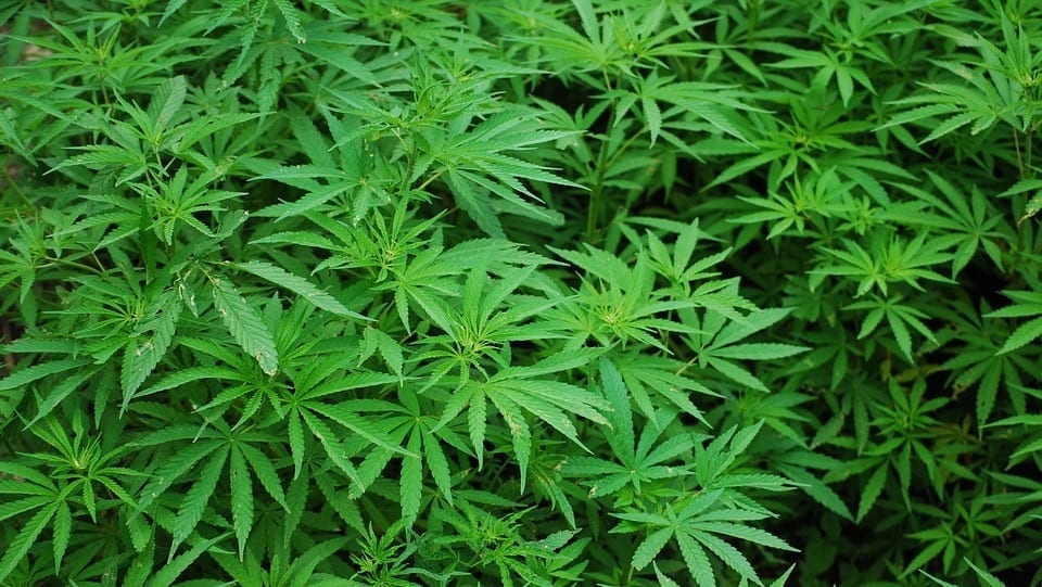 Cannabis Insurance - Marijuana Plants