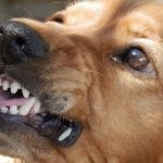 Dog Bite Insurance - Homeowners Insurance - Aggressive Dog - Angry Dog -