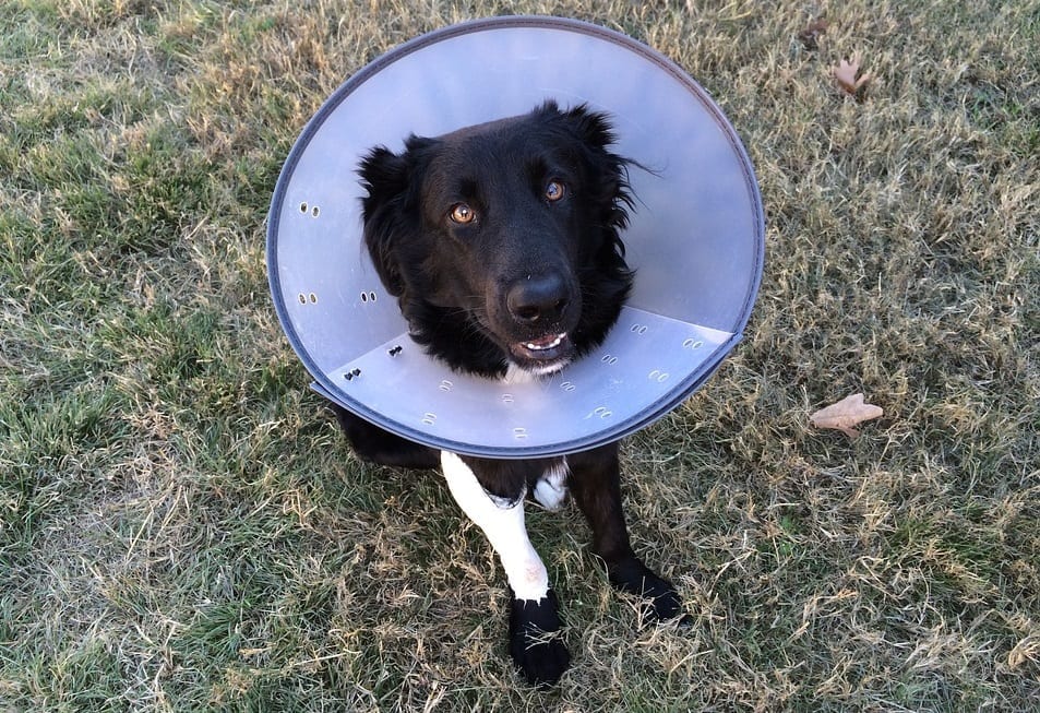Pet Insurance Popularity - Dog in Cone