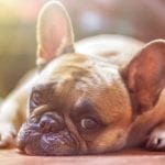 Wells Fargo Pet Insurance - dog - Bulldog