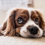 Dog insurance premiums - Dog - cute dog -sad dog