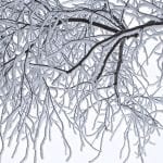 polar vortex safety - frost trees