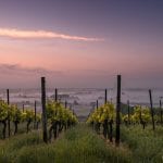 California wine country flooding - Vineyard at Sunset