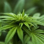 Marijuana insurance market - cannabis plant