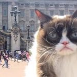 Social media insurance loss - Image of Grumpy Cat