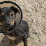 pet insurance policies - dog with head cone