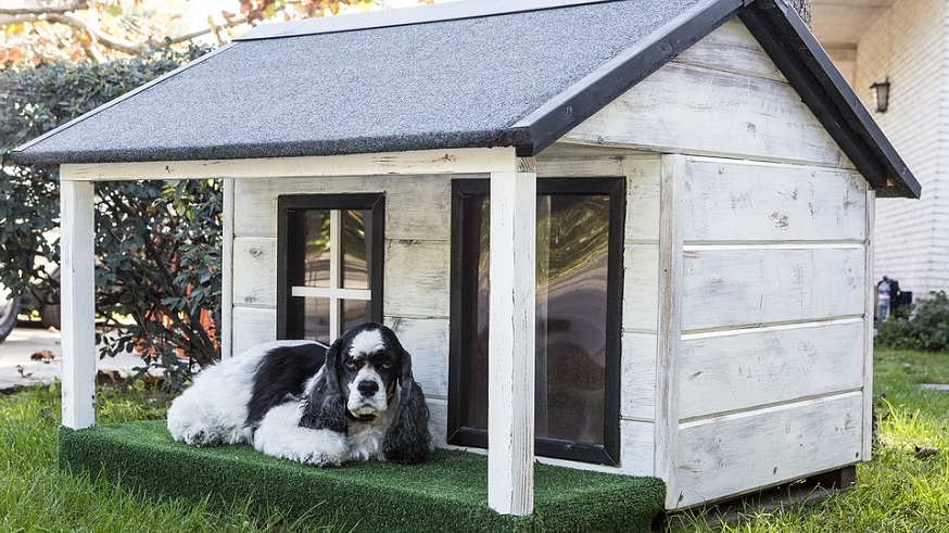pet boarding insurance - dog outside dog house