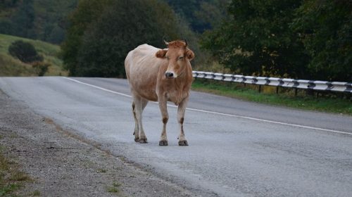 Auto insurance claims - Cow on Road