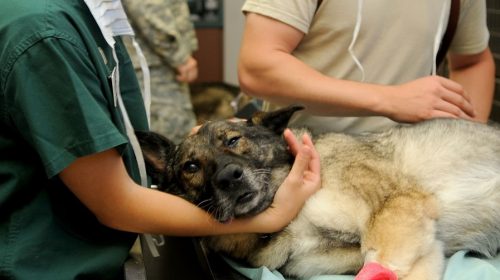 Hambone Award 2019 - dog in veterinary clinic