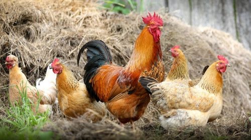 Hobby Farm Insurance - Chickens and Rooster