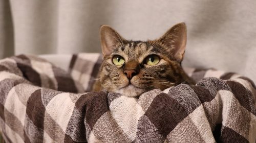 Nationwide pet insurance - brown tabby cat
