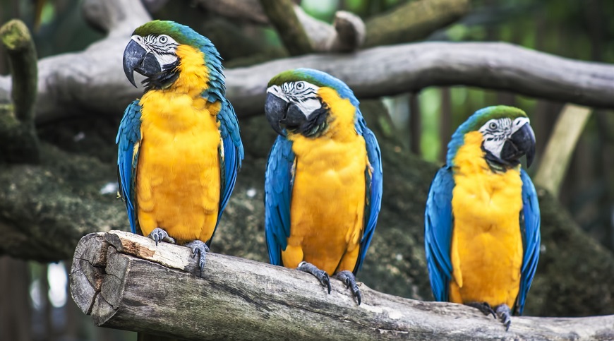 Exotic pet insurance - Macaw Parrot