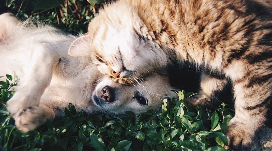 Lemonade Pet Insurance - Dog and Cat