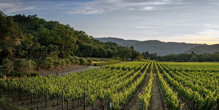 California crop insurance - Vineyard