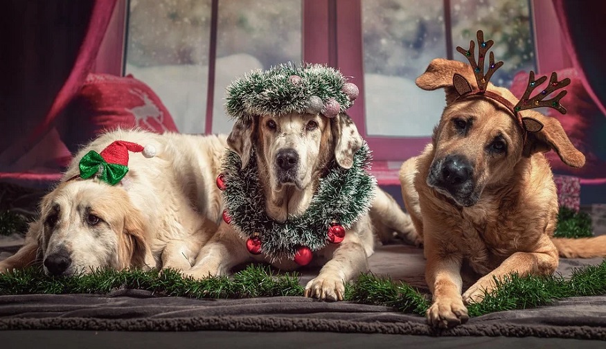 Holiday pet risks - dogs wearing xmas costumes