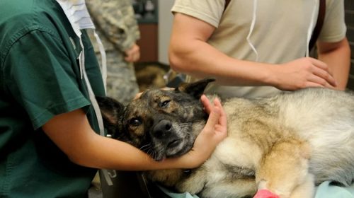 Pet Insurance regulatory standards - dog receiving veterinary care