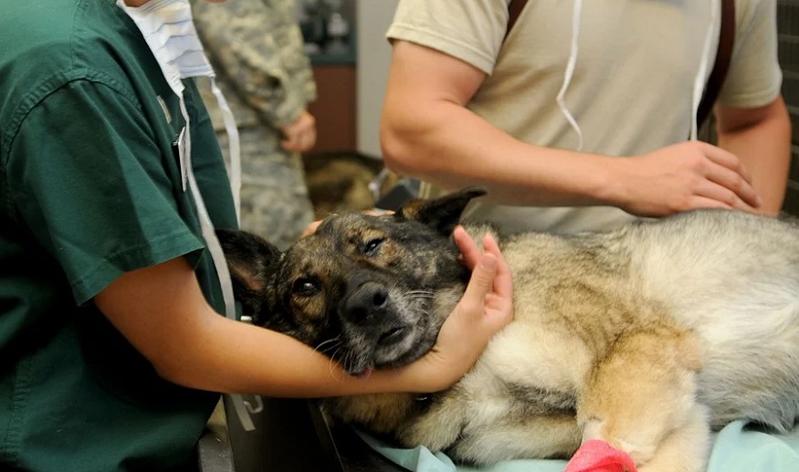 Pet Insurance regulatory standards - dog receiving veterinary care