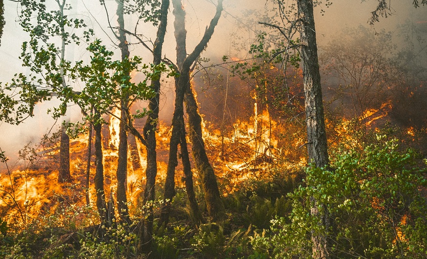 Oregon Wildfire Insurance - Forest Fire in Portland, Oregon