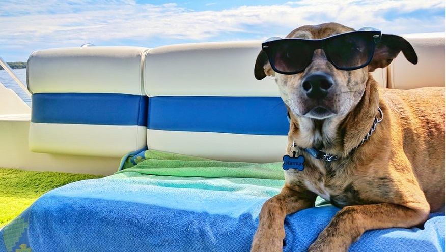 Pet insurance claim - dog in summer wearing shades