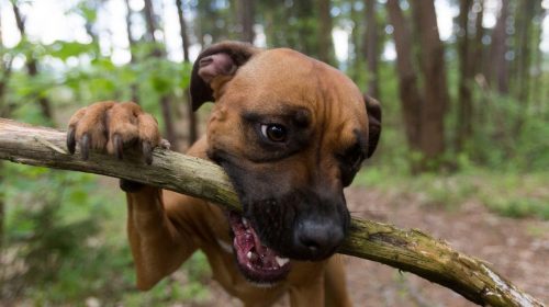 homeowners liability insurance dog bite insurance