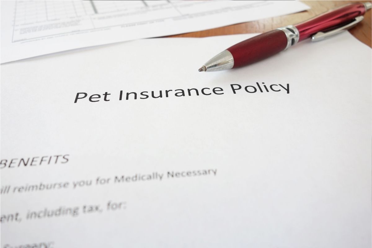 Pet insurance policy