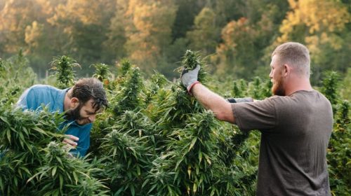 Cannabis liability insurance - cannabis growers