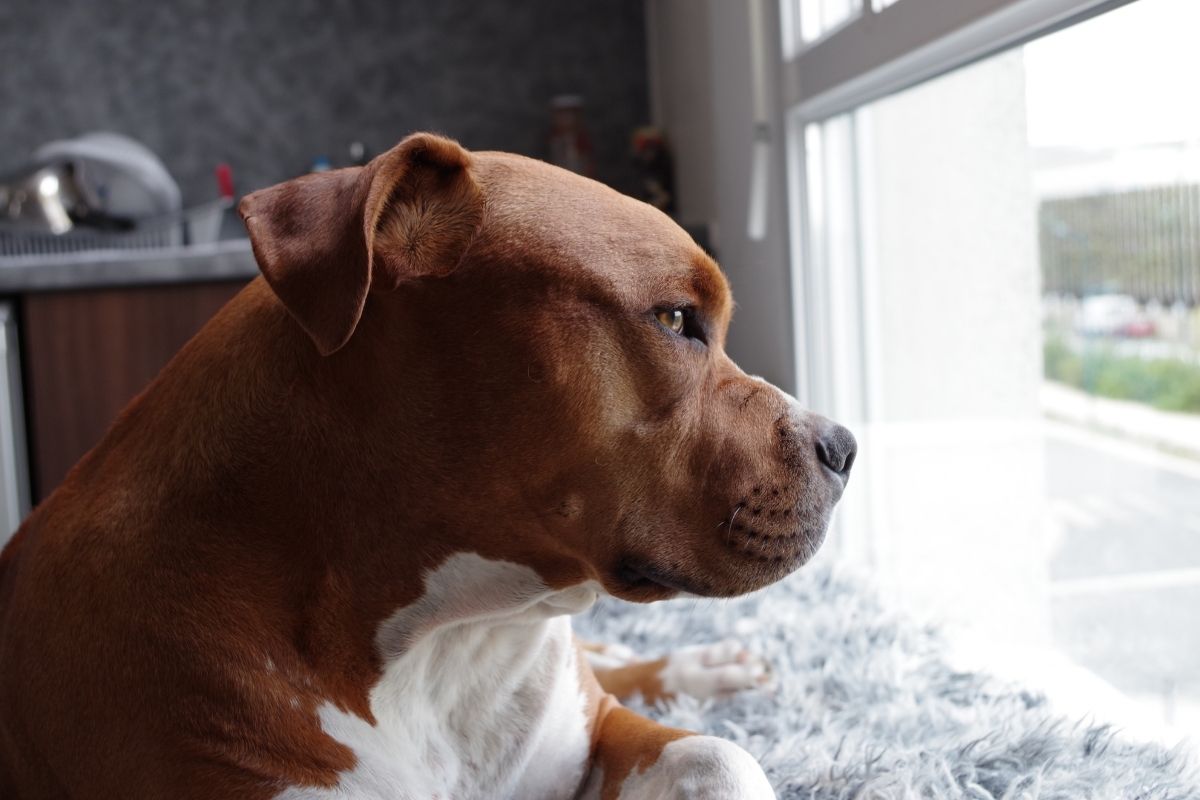 Home insurance - Pit Bull dog looking out window