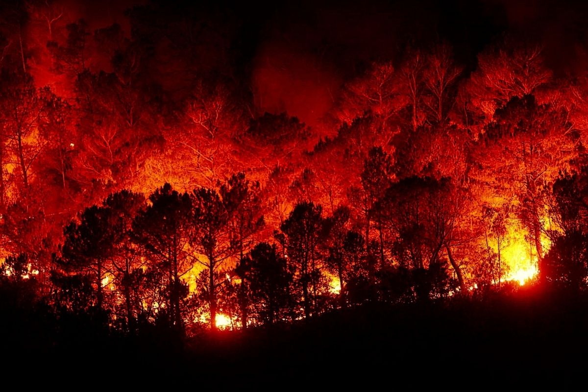 Colorado wildfire insurance - Forest Fire