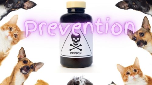 Pet insurance - poison prevention tips