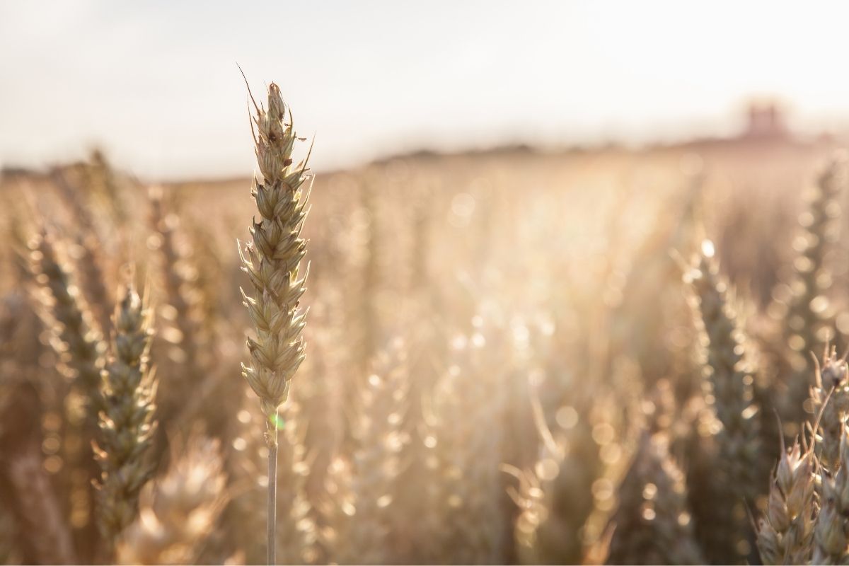Crop Insurance - wheat crops