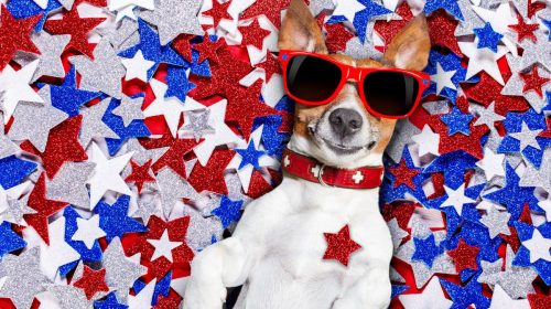 Dog Wearing Sunglasses - Fourth of July - Pet Insurance
