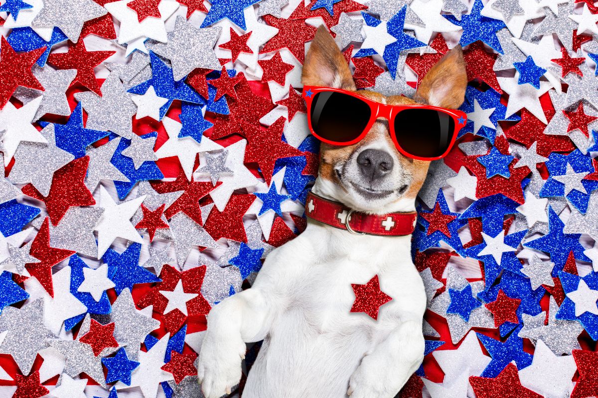Dog Wearing Sunglasses - Fourth of July - Pet Insurance
