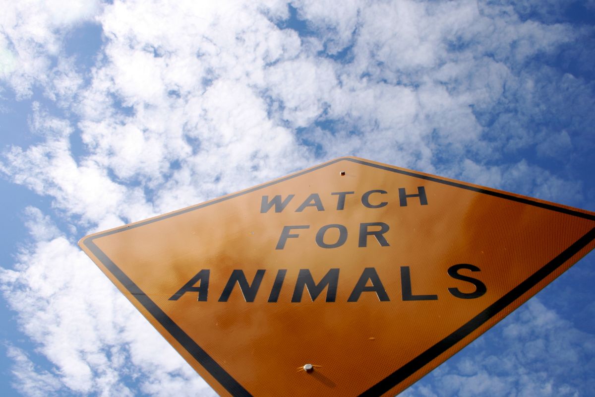 Auto insurance - Animal warning sign