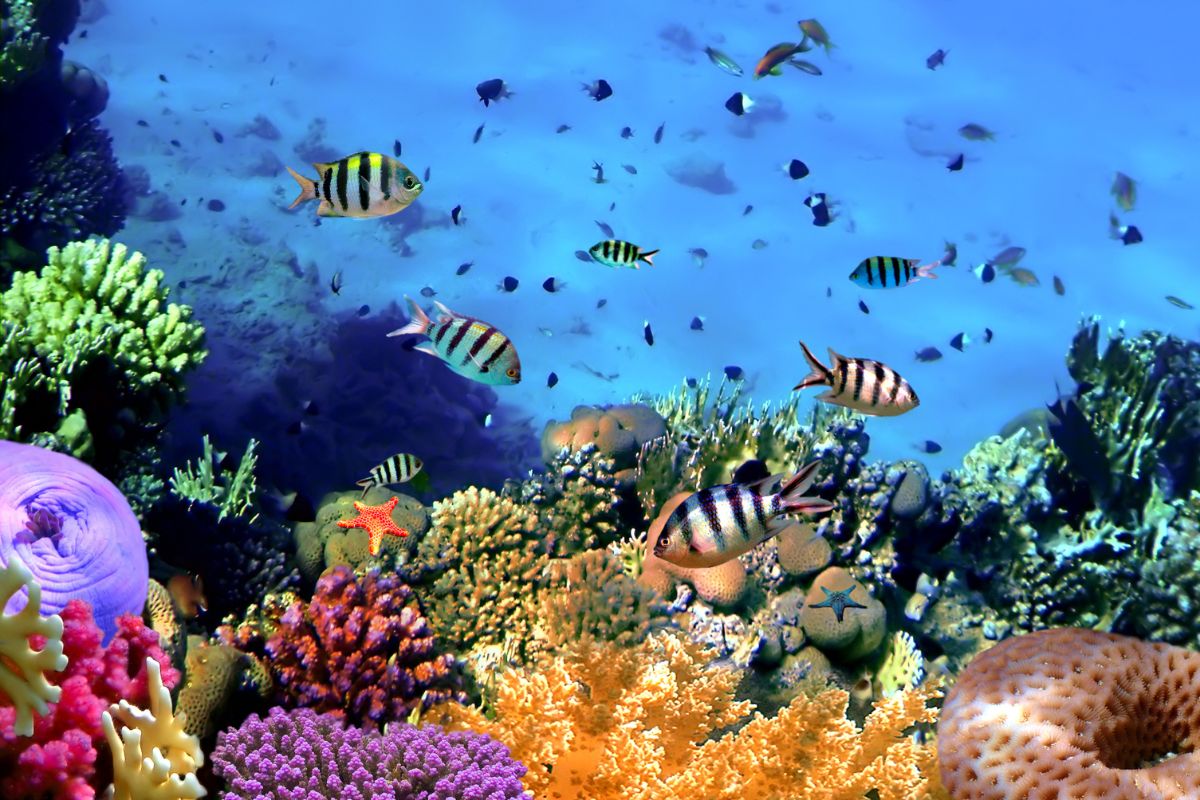 Insurance policy - Coral Reef with fish