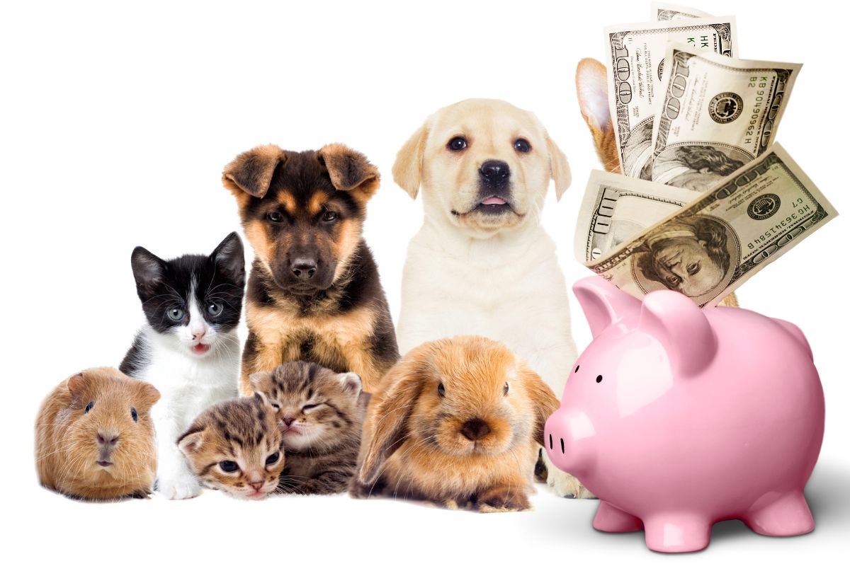 Pet insurance - pets - piggy bank