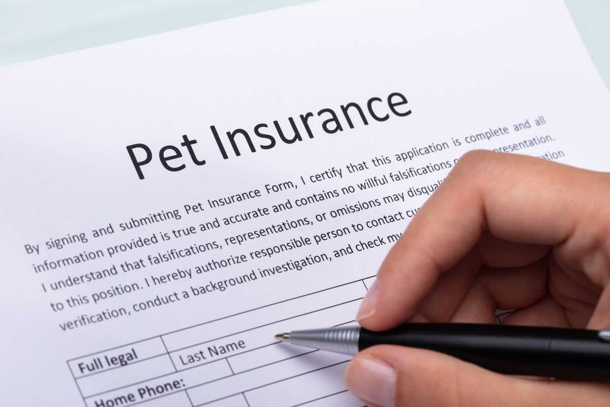 Filling out a pet insurance form