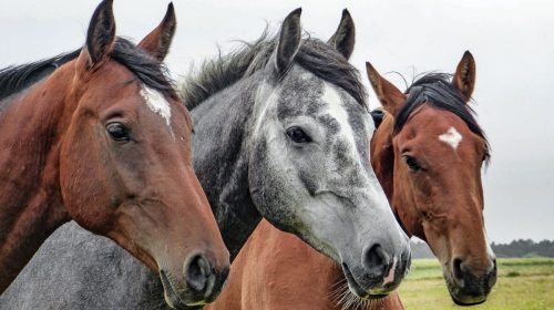 Horse insurance - Image of 3 horses