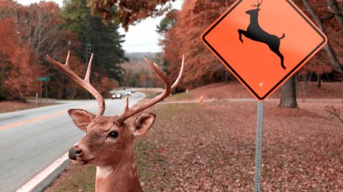 auto insurance - Deer by the side of the road