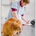 Pet Insurance cat