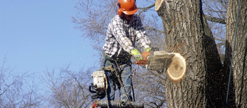 hurricane preparedness and tree branches needed to be trimmed