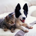 Pet Insurance