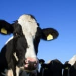 livestock insurance news