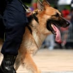 Homeowners Insurance - Police Dog