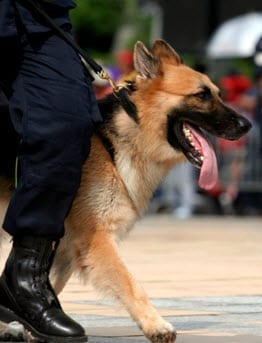 Homeowners Insurance - Police Dog