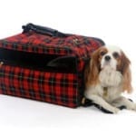 Pet Insurance for travel