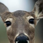 Auto Insurance claims on the rise with deer collisions