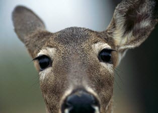 Auto Insurance claims on the rise with deer collisions