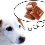 pet insurance chocolate